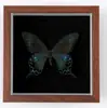 Adorno de Insecto Mariposa Cola de Golondrina Esmeralda con Banda Verde Raro y Precioso, Modelo 3D, Regalo para Cumpleaños de Amigos, Marco de Espécimen de Mariposa