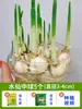 Bulbos de Narcisos para Todas las Estaciones, Plantas Hidropónicas de Doble Pétalo Extra Grandes de Ganzhou para Uso en Interiores y Exteriores con Capullos, Plantas Verdes y Florales Fáciles de Cultivar