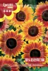 Sementes de Girassol Ornamental Semente de Girassol Semente de Girassol Anão Flor de Vasos para Varanda Externa