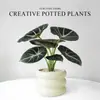 Lírio-do-calla Planta Verde Pequena para Mesa de Escritório Planta em Vaso para Interior Jardim de Infância Celebridade da Internet Calathea Estação de Trabalho Planta Fácil de Cuidar
