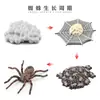Simulación Transfronteriza Modelo de Araña Real Unicornio Insecto Juguetes para Niños Mariposa Abeja Adornos de Animales