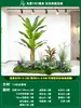 Paisagismo de Planta Artificial Varanda Arranjo de Paisagem Escada Interna Sob Árvore de Flores Artificiais Decoração Biomórfica Planta Verde Paisagismo Combinação