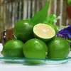 Limão Verde Anyue de Sichuan: Sem sementes, casca fina, suculenta, com aroma único, recém-colhida do pomar, direto da fonte, fruta fresca