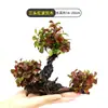 Plantas de Acuario, Decoraciones de Paisajismo con Césped Real, Plantas Aptas para Principiantes, Crisantemo Verde Ciempiés, Plantas de Sombra, Piedra Volcánica, Plantas Verdes Purificadoras de Agua