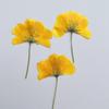 Os 500 seguintes de crisântemo vulcanizado com galhos são feitos atirando flores secas em múltiplos de 8