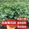 Plántulas de Crisantemo en Maceta con Capullos, Flores Super Grandes en Septiembre, Florecen Todo el Año, Fáciles de Mantener, Adecuadas para Interiores, Balcones y Jardines