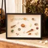 Moldura de Foto DIY Feita à Mão Moldura Estéreo Oca para Espécimes Coleção de Conchas Pedras Flores Secas Moldura de Foto para Exibição de Conservação