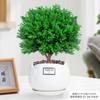 Evergreen Interior Balcón Patio Escarcha Plantas En Maceta Son Fáciles de Mantener y Viven en Escritorio Bonsái Verde Plantas Verdes Pinos