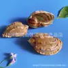 Artesanías de Caracolas Naturales Vendidas por Libra para Acuarios, Fotografía, Educación de Estudiantes y Niños, Minería y Uso Marino