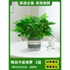 Plantas en Maceta de Rábano Verde, Plantas de Interior, Flores, Plantas Verdes, Enredaderas Largas Hidropónicas, Plantas Verdes de Hojas Grandes para Colgar, Uso en Hogares Nuevos, Purificación del Aire