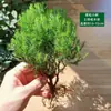 Materiales DIY para Micro-Paisajismo con Musgo, Planta Individual de Hierba de Malla, Plantas Verdes Frescas para Acuapaisajismo, Helechos para Paisajismo de Tanques Aqua-Terrestres