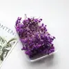 Flores Preservadas, Flores Secas, Gypsophila, Hierba de Amante, Rosas Miniatura, Ramos Pequeños, Cubierta de Vidrio tipo Abanico, Materiales Hechos a Mano para DIY