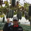 Semillas de Melón Invierno Sabor Fruta Corona Rosa Hansheng - Melón Perenne, Melón Invierno Pequeño, Verdura de Maceta de Primavera para Todas las Estaciones