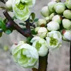Venta Directa Base de Flor de Begonia de Cuatro Estaciones en Maceta Plantones de Pila Vieja Doble Pétalo Plantas Bonsái Flores de Jardín Interior y Exterior