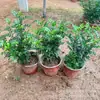 Repelente de Mosquitos Tipo Fragancia Planta Madera de Pimienta Maceta Oficina Escritorio Planta Verde con Fragancia Repelente de Insectos Fragancia Floral
