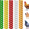 Argolas Ajustáveis Amazon para Patas de Aves em Várias Cores para Identificação, Argolas de Pé de Frango com Fivela de Cor Mista