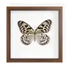Pintura Decorativa Valiosa de Borboleta com Serragem, Espécime Real de Borboleta, Presente de Aniversário, Moldura de Presente, Exibição de Mesa, Tridimensional de Alto Padrão