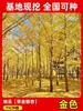 Envío directo de plantones de ginkgo con hojas verde doradas tempranas, adecuados para plantar en patios y villas, se pueden cultivar tanto en el norte como en el sur, grandes árboles ornamentales paisajísticos en macetas