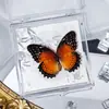 Foto de Espécime de Borboleta Real Porta-Retrato Caixa Transparente Ornamentos Estéreo Presente Ensino de Jardim de Infância Criativo Artesanal Adereços para Fotos