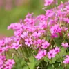 Red Sorrel Seed Bulbs Purple Sorrel Red Flower Lawn Seeds White Clover Four Seasons Seeds Seeds Potted Plants