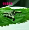 Bicho da Seda Bebê Vivo Seda Dourada Colorido Branco Jovem Bicho da Seda Estudante Conjunto de Criação de Bicho da Seda Cigarra Primavera Bicho da Seda Cinco Anos 3 Anos Ovos de Bicho da Seda Leidezhu