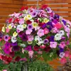 180 Variedades de Sementes de Flores Não Repetitivas, Fáceis de Cultivar em Todas as Estações, Podem Afastar Mosquitos, Adequadas para Varandas Internas e Externas, Distribuição Transfronteiriça