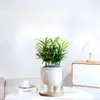Bonsai Podocarpus Velho em Pilha Paisagismo Escritório Mesa Desktop Celebridade da Internet Planta Verde Planta em Vaso É Fácil de Cultivar em Todas as Estações e Purifica o Ar Planta