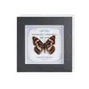Marco de Vidrio Moderno Sencillo para Espécimenes de Mariposa Sala de Estar Regalo Pintura Decorativa Marco de Espécimen