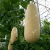 Will Seed Sprouts al por mayor Brotes de Bambú de Piel Amarilla y Melones Un Paquete de Semillas de Hortalizas de Invernadero 30-40 Variedades Nuevas