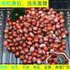Tesoro de Mineral Crudo de Piedra Yuanshi de Nanjing Ágata Roja del Sur Maceta Hidropónica Acuario Piedra Decorativa Material de Piedra Manza