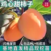Mudas de Caqui Doce de Peça Única para Venda Direta, para Plantio em Jardins no Norte e Sul, Plantio em Vasos, Mudas de Caqui Doce Crocante Enxertadas