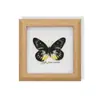 Borboleta Rara Tigrada, Ornamento de Inseto Precioso, Espécime de Borboleta Azul, Presente para Idosos, Amigos ou Meninas em Seus Aniversários, Moldura com Espécime de Borboleta