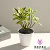 Planta Verde Simulada Bonsái de Hojas Pequeñas Flor Artificial Decoración Sala de Estar Estudio Flor Artificial Falsa Decoración de Escritorio Decoración de Planta Verde