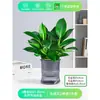 Plantas em Vasos de Diamante Dourado, Plantas de Diamante Platina, Flores de Interior Fáceis de Cuidar para Preguiçosos, Plantas Verdes de Folhas Grandes Hidropônicas, Plantas Suculentas