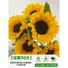 Flores Que Florescem por Muito Tempo e São Fáceis de Cultivar, Lírios, Sino dos Ventos, Flores de Corte Frescas, Plantas Hidropônicas de Cabelo Reto de Yunnan, Rosas, Arranjos de Flores de Interior