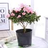 Plantas de Azalea al por mayor que florecen en todas las estaciones, Plantas ornamentales en maceta, Rododendro Azalea Rosa Plantas Verdes para Escritorio Balcón Flores
