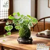 Musgo de Hera Nevado Bola de Musgo Hidropônica Planta Verde Folhagem Planta de Folha Verde Trepadeira Planta Verde em Vaso