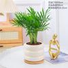 Planta de Bonsái Plantas de Interior Árbol del Dinero Flores de Escritorio Bambú Ciprés Fácil Cuidado Bonsái Pequeño Helecho Espárrago