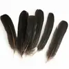 80 Tipos de Penas Naturais de Faisão, Penas Reais, Decorações Nativas Americanas, Acessórios DIY, Acessórios de Cabelo, Peças para Brinquedo de Vara para Gato