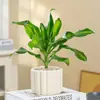 Planta de Madeira de Ferro Iemenita Coração Dourado para Sala de Estar Interna e Mesa de Escritório, Sempre Verde, Purificadora de Ar, Absorvente de Formaldeído