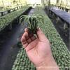 Piña de Aire Planta sin Tierra para Personas Mayores, Hierba de Aire Piña Planta Verde Creativa de Cuatro Estaciones Perenne Colgante de Interior