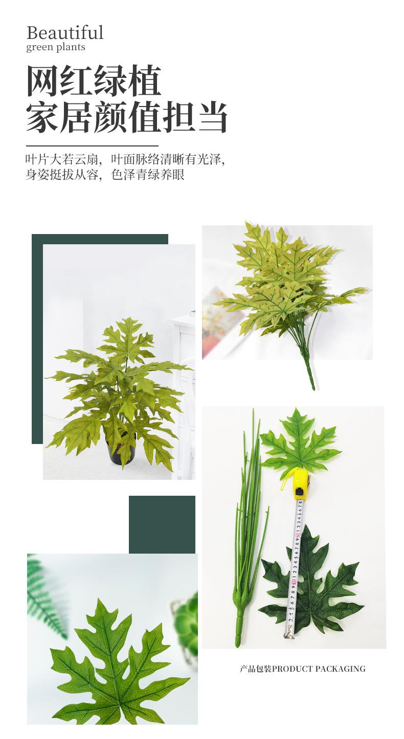 扇葵叶_06.jpg