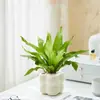 Helecho Nido de Pájaro Planta Verde para Sala de Estar Planta en Maceta de Interior para Entrada del Hogar, Baño, Dormitorio, Estación de Trabajo, Fácil de Cuidar, Aspecto de Alta Gama