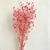 Flor de Apio Pequeño Espinoso Popular al por Mayor del Fabricante, Flores Preservadas Reales, Flores Secas, Fruta del Amor, Fotografía Ins, Decoración de Bodas, Decoración del Hogar DIY