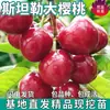 Envío directo de una pieza de plántulas grandes de cerezo Stanley para plantar en el norte y el sur, plántulas de cerezo dulce injertadas para plantas en maceta en el patio