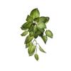 Decoración de pared de planta de simulación de interior, colgante de pared de planta verde, eneldo verde, caparazón de tortuga, maranta, colgante de pared de fondo para el hogar, hoja verde