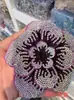 Sapatos de Flor, Acessórios de Flor, Adesivos de Tecido de Três Camadas, Headdress de Flor Peônia Estéreo com Strass, Acessórios de Joias DIY, Acessórios para Roupas