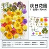 Marcador de Flores Secas Espécimen de Planta Película Selladora Botella Flores Prensadas Recolectadas en Otoño Material Hecho a Mano DIY Flor Transparente