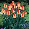 Semillas de bulbos de tulipán, bulbos holandeses de pétalo simple de 5 grados, flores de interior en maceta, florecen todo el año, fáciles de cuidar, aptos para cultivo hidropónico, venta al por mayor