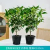 Plántulas de osmanthus de cuatro estaciones, plantas resistentes al frío en maceta, osmanthus dorado para balcón, flores de aroma intenso, árboles viejos para patio, plantas verdes fáciles de mantener
